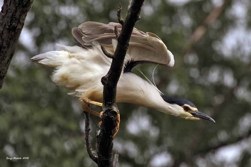 Nitticora - Nycticorax nycticorax